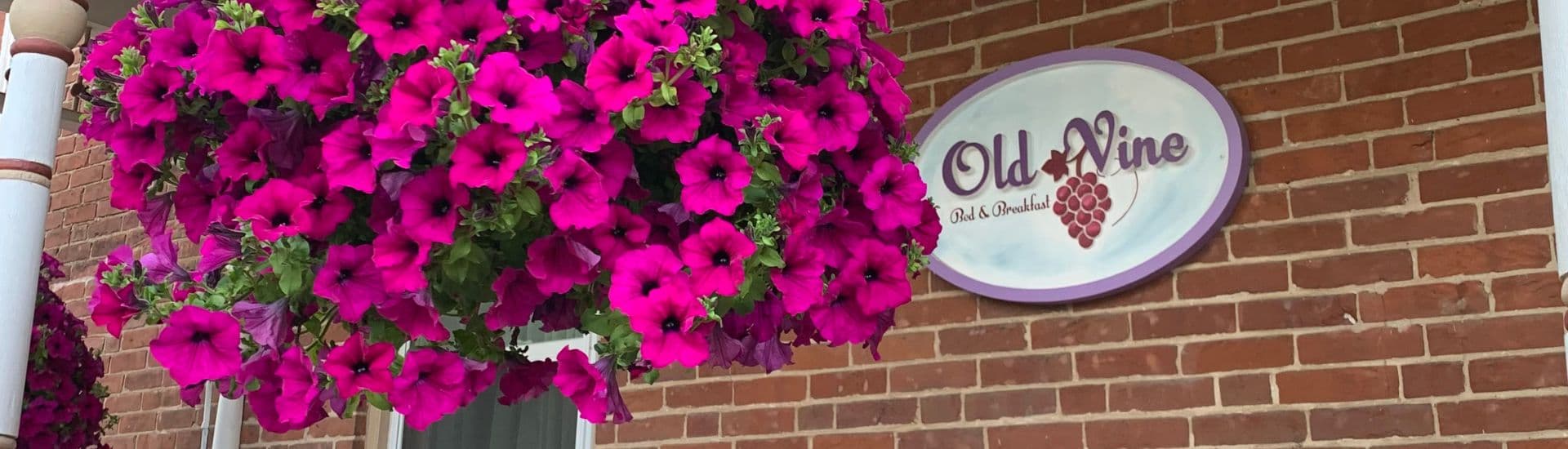 Vibrant pink petunias hang beside the "Old Vine Bed & Breakfast" sign against a brick wall.